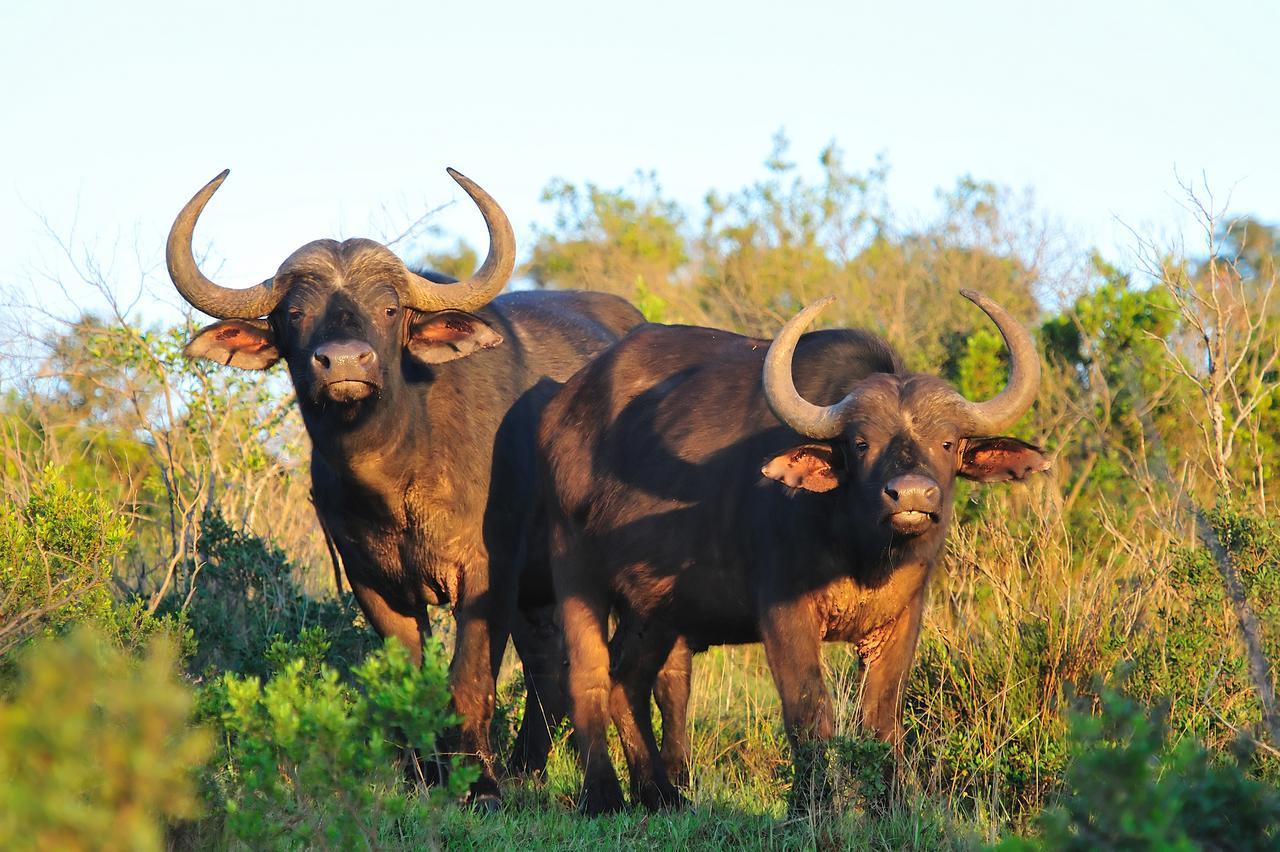 Kariega Game Reserve Ukhozi Lodge Кентон-он-Си Экстерьер фото